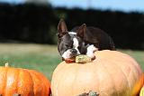 BOSTON TERRIER 061